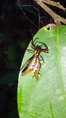 Micrathena sexspinosa