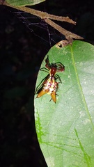 Micrathena sexspinosa