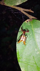Micrathena sexspinosa