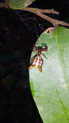 Micrathena sexspinosa