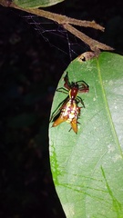 Micrathena sexspinosa