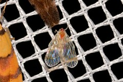 Saccharodite chrysonoe