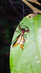 Micrathena sexspinosa