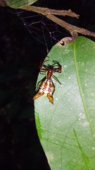 Micrathena sexspinosa