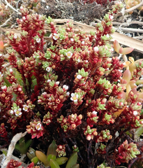 Crassula moschata