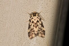 Goniosema anguliscripta