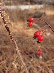 Rosa woodsii