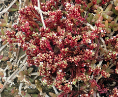 Crassula moschata