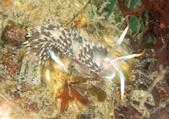 Coryphella cooperi