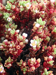 Crassula moschata