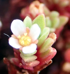 Crassula moschata