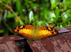 Vagrans sinha