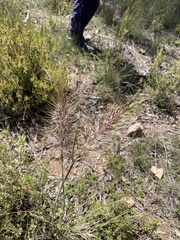 Austrostipa densiflora