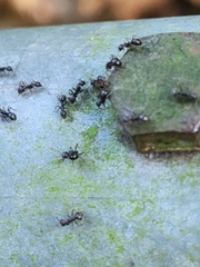 Dolichoderus thoracicus