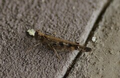 Chortoicetes terminifera