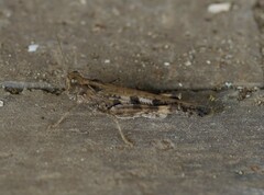 Chortoicetes terminifera