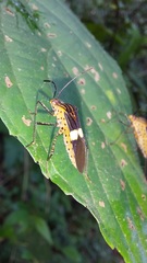 Hypselonotus subterpunctatus