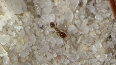 Pheidole bicarinata