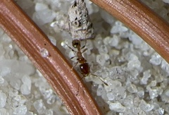 Pheidole bicarinata