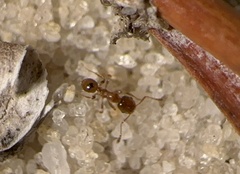 Pheidole bicarinata
