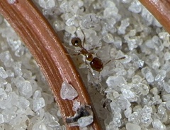 Pheidole bicarinata