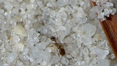 Pheidole bicarinata