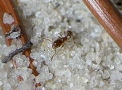Pheidole bicarinata