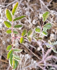 Rosa woodsii