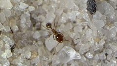 Pheidole bicarinata