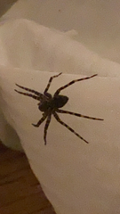 Dolomedes tenebrosus