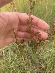 Juncus gerardi