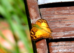 Vagrans sinha