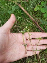 Cerastium semidecandrum