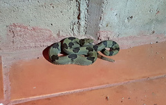 Crotalus lepidus klauberi