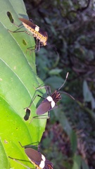 Hypselonotus subterpunctatus