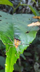Hypselonotus subterpunctatus