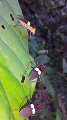 Hypselonotus subterpunctatus