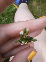 Cerastium semidecandrum