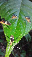 Hypselonotus subterpunctatus