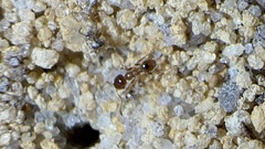 Pheidole bicarinata