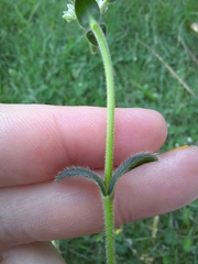 Cerastium semidecandrum