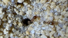 Pheidole bicarinata