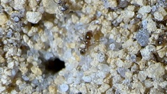 Pheidole bicarinata