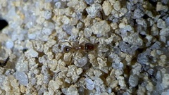 Pheidole bicarinata