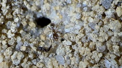 Pheidole bicarinata