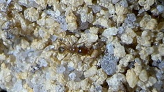 Pheidole bicarinata