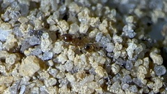 Pheidole bicarinata