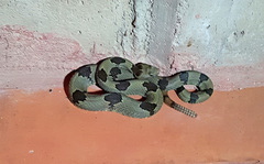 Crotalus lepidus klauberi