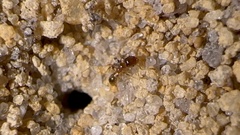 Pheidole bicarinata