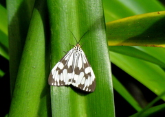 Nyctemera adversata